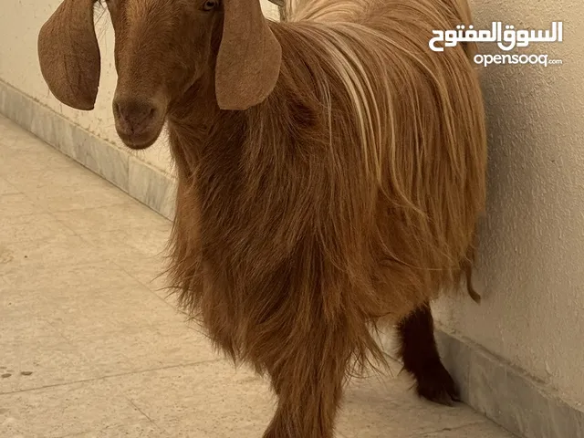 عنز للبيع - سلالة ممتازة وجاهزة للإنتاج وقابل للتفاوض