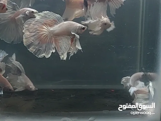فايتر أيلفنت أير