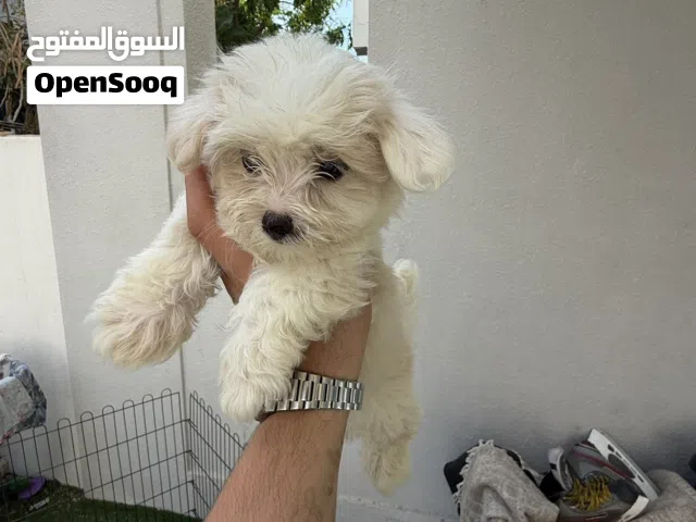 Maltipo puppies very high quality