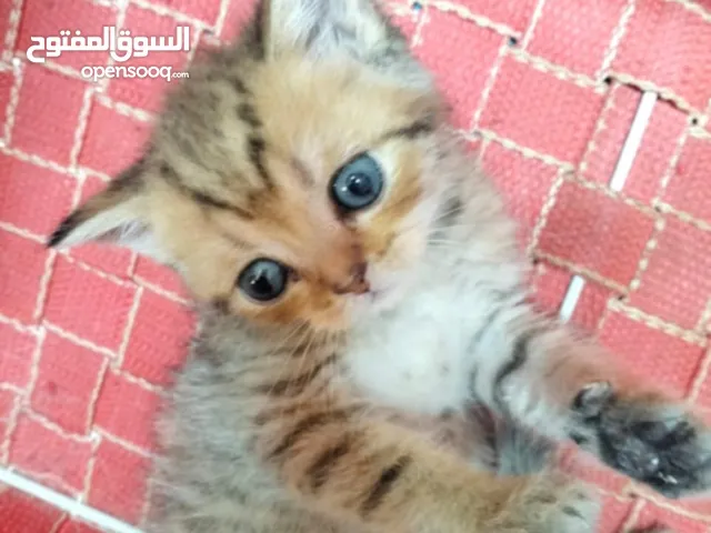 قطه سكوتش جولدن حجم صغير جدا