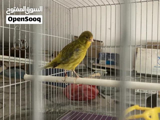 كناري دكر فايو