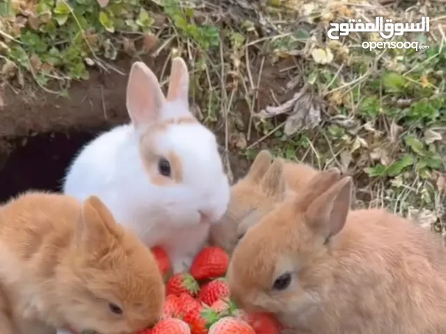 ارانب صغيرة من عمر شهر 1 الى 5 اشهر