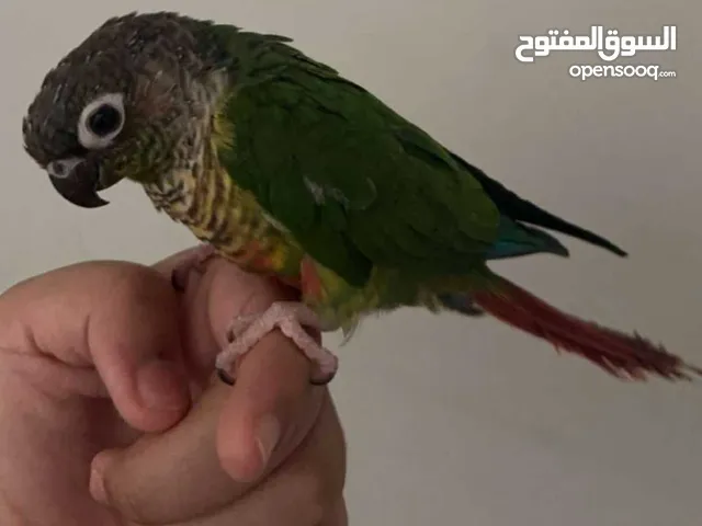 قريت شيك أليف
