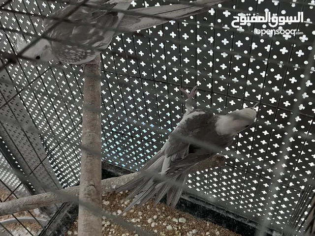 جوزين كوكتيل للبيع ب 110