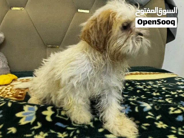 كلبين شيتزو للبيع