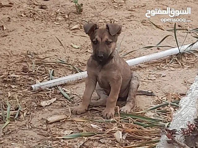 كلب مالينوا للبيع