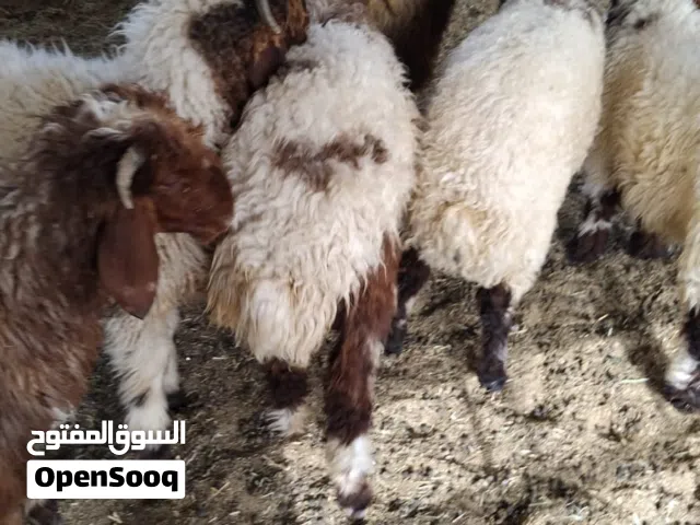 مطلوب حلال للبيع غنم ومعزاه