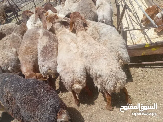 لحم ذبائح بلدي عقاىق