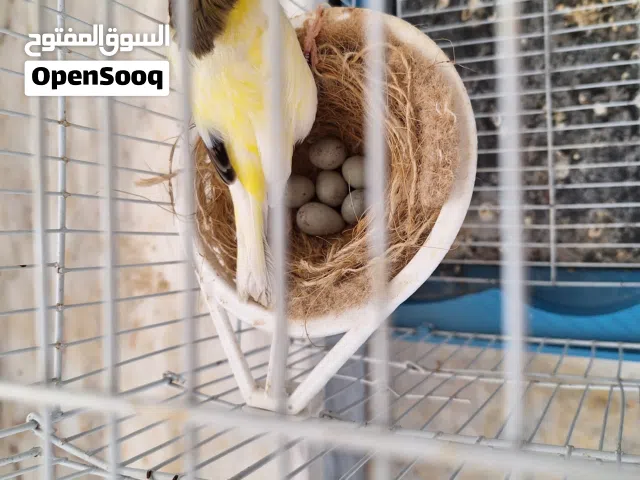 كناري زوج كناري وست بيضات