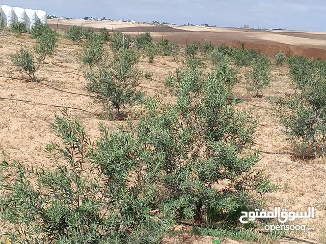  Land for Sale in Madaba Other