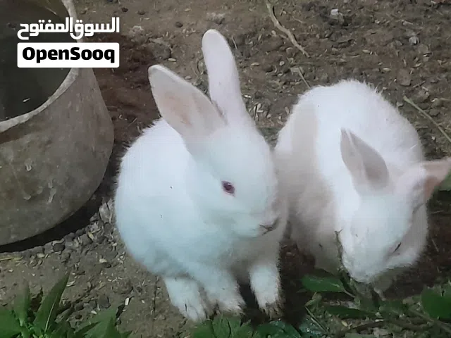 يوجدارانب عمرشهرونص فرنسي سعرالواحد 4دنانير