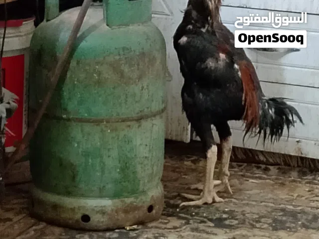 السلام عليكم متاح ديك وثلاث دجاجات واحده المانيه واثنين تركيات رس طيب دجاج قاطع بيض حاليا