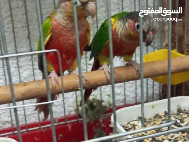 جوز قرين شيك يلو سائد اقرا التفاصيل التواصل عبر الرقم الي بالتفاصيل
