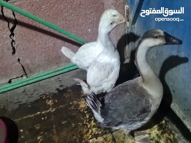 بط كوبره اللبيع