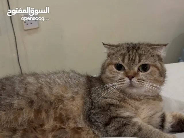 قطه أنثى للبيع