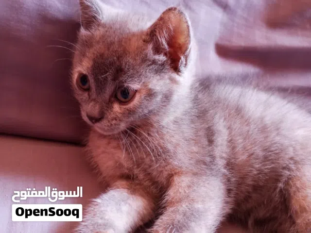قطط للبيع عمر شهرين