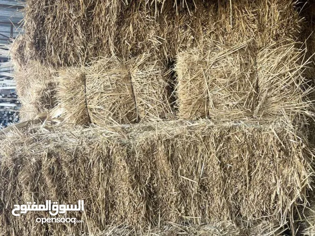 بل تبن الجنوب طول الإبل 100cm سعر ابل 15دينار العداد 200