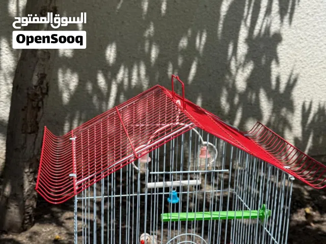 للبيع عصافير