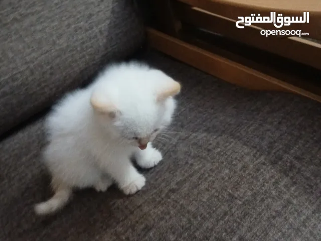 قط ذكر عمره شهرين