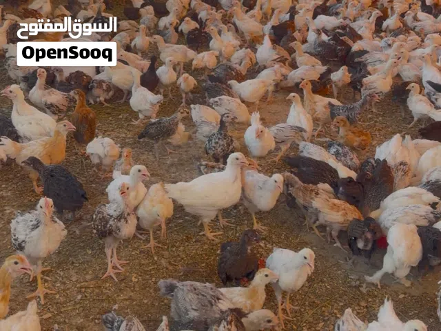 دواجن عمانيه ب800 بيسه