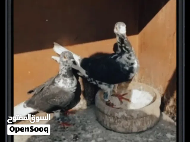 جوز شغلات ونضاف ونضاف وحلوين وسعرهم مرتب