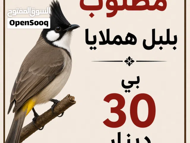 مطلوب بلبل هملايا في المعقول