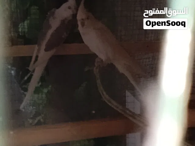 زوجين كوكتيل بينو ابيض للبيع