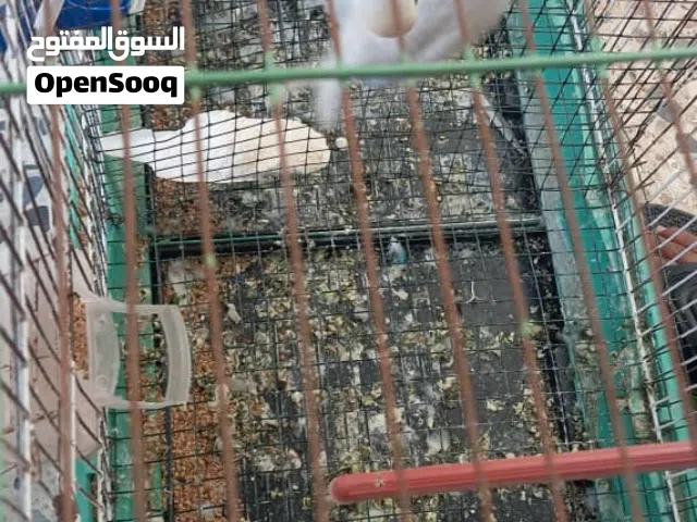 كوبيات بيقيلينو