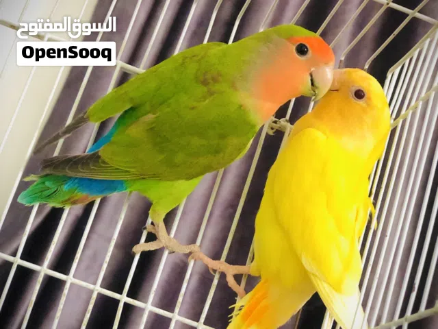 سلام عليكم ورحمة الله وبركاته كوبيه ربي يبارك كوبيه مديحه قبل وطلع في انتاج ربي يبارك