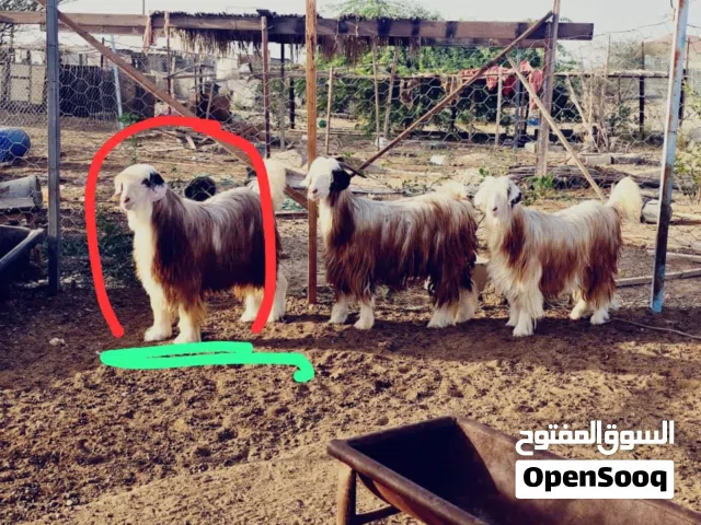 جدايا للبيع مطعومات  قت وشعير وسح وخبز