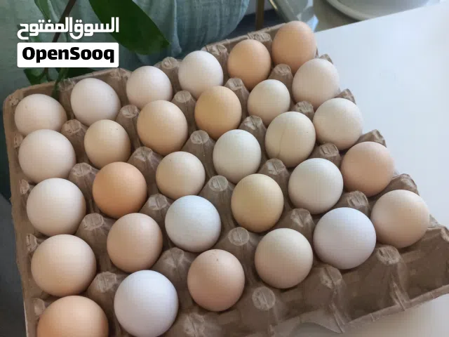 بيض دجاج بحريني  Bahraini Eggs