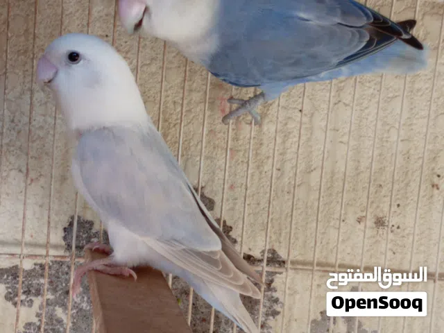 بيع مجموعة أزواج روز