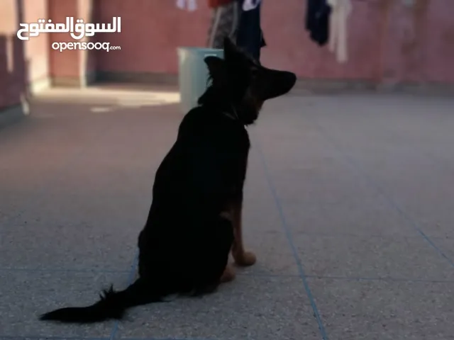 بيرجي أنثى