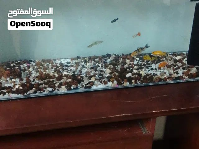 حوض سمك مع كامل عدتو للبيع