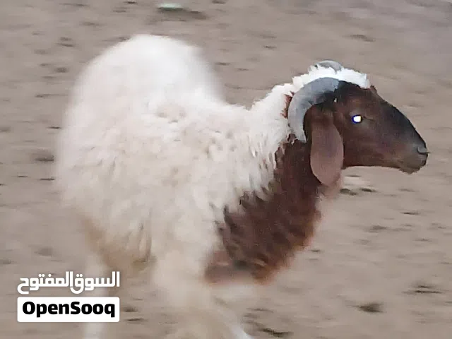 اغنام خروف