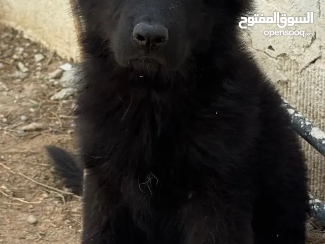 Top quality German shepherd puppies يراوه جيرمن شيبرد مستوى عالي