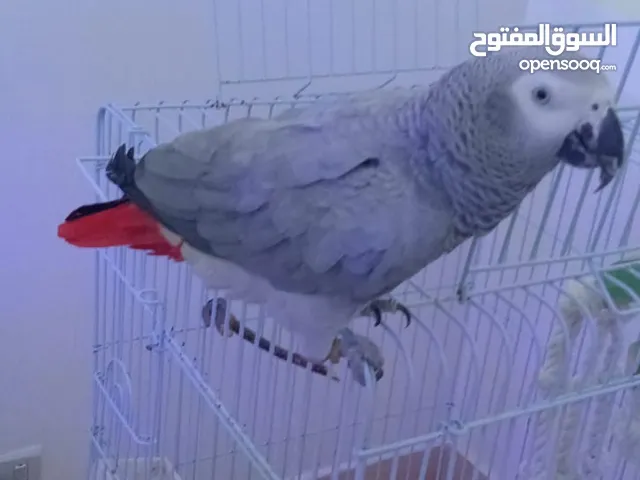 African parrot (كسكو), female is available for rehoming.