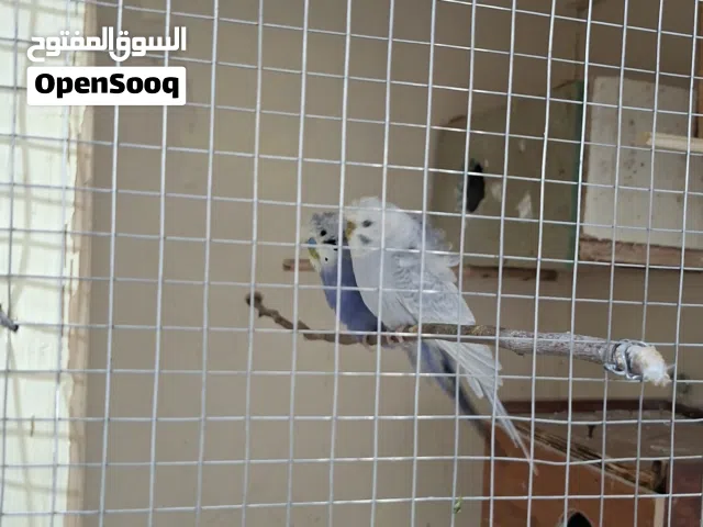 طيور حب نخب كلو شغال