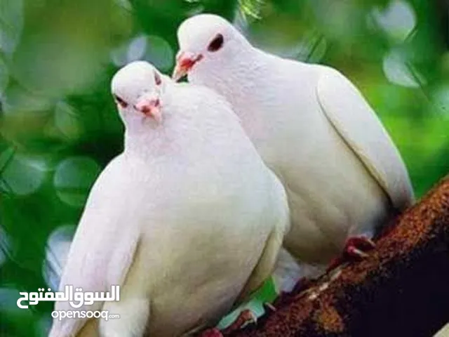 مطلوب 5 جواز حمام بلدي