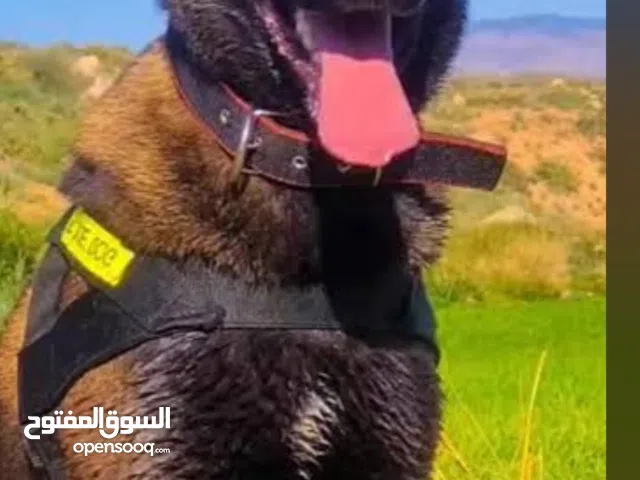 كلب مالينوا بلجيكي