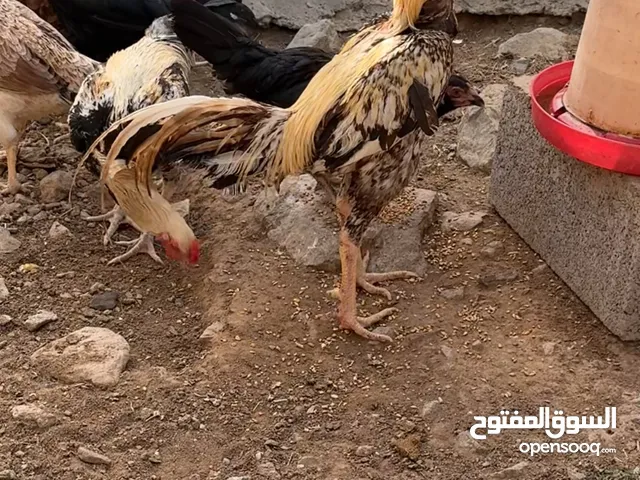 دياي باكستاني