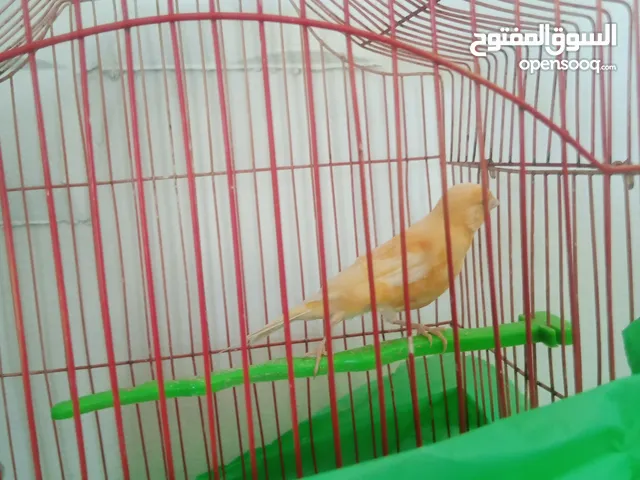 فحل كنار عمر 8شهور ونص جزري غامق شبه تغريد اسبوعين زمان تغريد كامل البيع مع قفصو