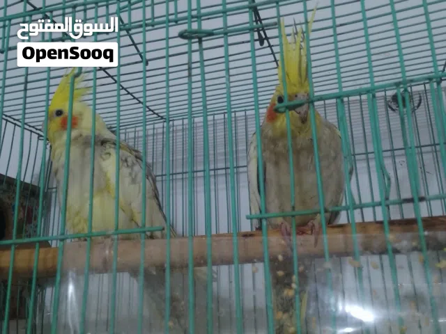 زوجين كوكتيل شرط الانتاج امبات  المشجرات اليفات جنحين يحطن على الراسوالكتف.