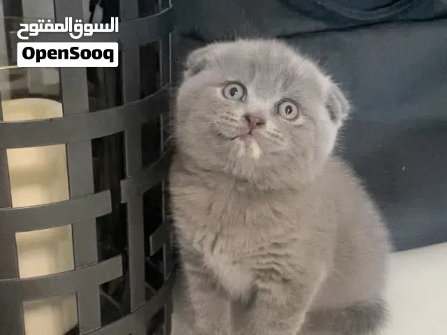 Scottish fold