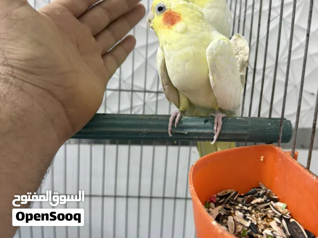 زوج كوكتيل مزاويج