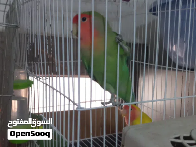 عصافير بركديلو للبيع 250