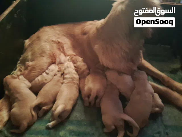 جراو جولدن ريتريفر للبيع بيور 100% أعلى مستوى