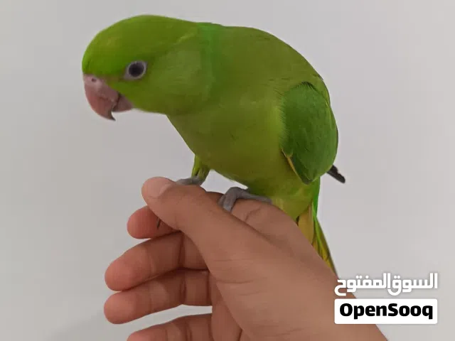بغبغاء اليف وطيران حر