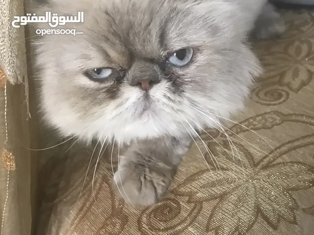 بيع قط ذكر همالايا بلوبنت انتاج ممتاز