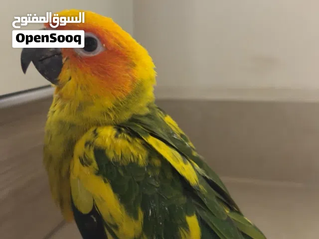 فرخ سن كنيور مدرب